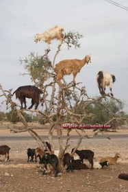 المجلس القروي لأربعاء الساحل يهدد بالاستقالة الجماعية المجلس القروي لأربعاء الساحل يهدد بالاستقالة الجماعية
